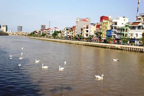 Hải Phòng: Thả hàng chục đôi thiên nga trên sông Tam Bạc