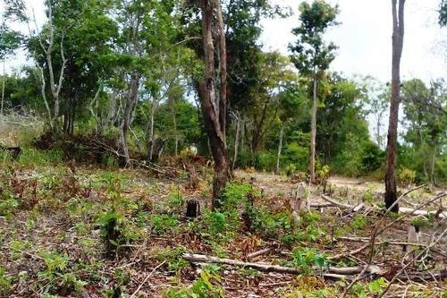 Tăng cường phòng, chống cháy rừng ở Bà Rịa - Vũng Tàu