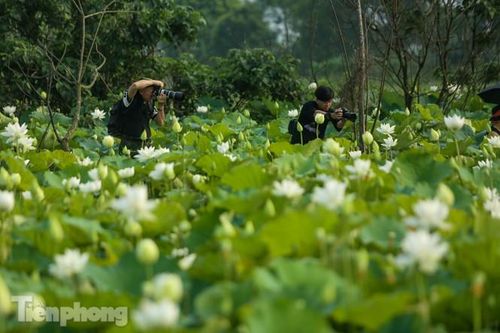 Đầm sen trắng mênh mông, hiếm có ở Hà Nội