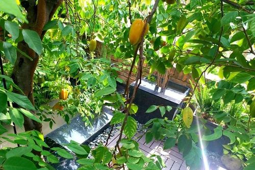 Ông chủ quán phở trồng cây ăn trái trên sân thượng, người Sài Gòn thích mê