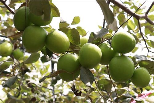 Nơi khởi nguồn những giống cây trồng mới