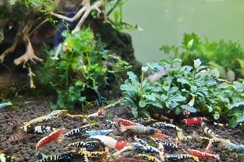 Sửng sốt với những chú tép cảnh nhiều màu sắc trị giá bạc triệu ở Đà Lạt