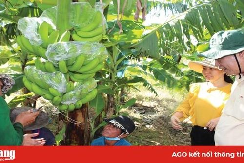 Xúc tiến thị trường cho các mặt hàng nông sản