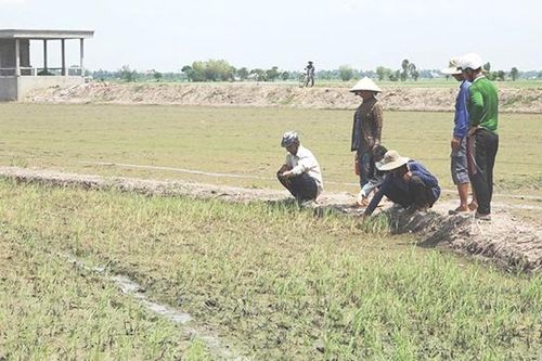 Hàng chục hecta lúa hè thu chết bất thường