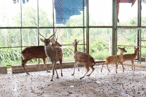 Vườn Quốc gia Kon Ka Kinh tiếp nhận 26 cá thể hươu sao và nai