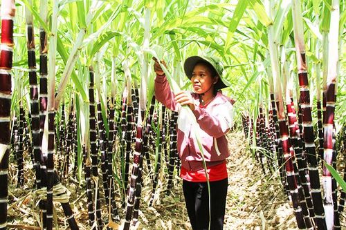 'Đóa hoa' của núi rừng ba cụm bắc
