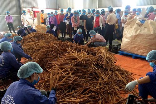 45 người tham quan, học tập liên kết sản xuất, tiêu thụ quế tại Yên Bái
