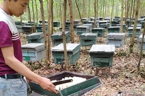 Hà Tĩnh: Hàng trăm tổ ong trong trại nuôi ong của người dân bỗng nhiên chết bất thường