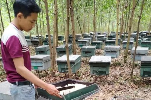 Bầy ong nuôi lấy mật chết la liệt, nghi bị đầu độc
