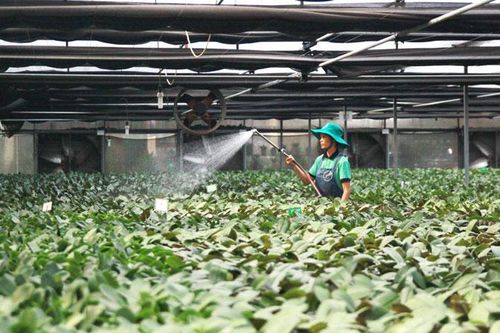 Bước chuyển mạnh của nông nghiệp Thủ đô