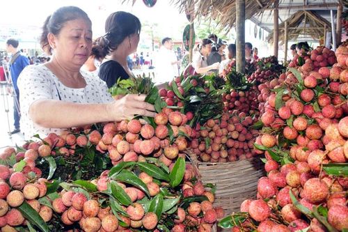 Vải thiều quay về với 'sân nhà'