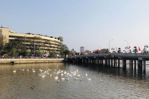 Thả thêm 65 đôi thiên nga trên sông Tam Bạc
