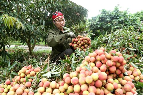Thanh Hà vào vụ thu hoạch vải thiều chín sớm