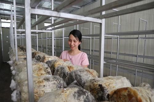 Bắc Ninh: Làm giàu từ trồng nấm rơm bằng công nghệ sinh học