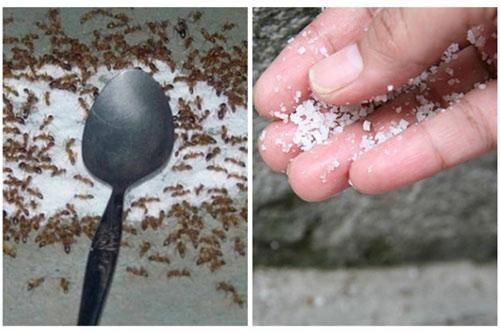 Cách 'tiễn chân' kiến 'một đi không trở lại' bằng nguyên liệu có sẵn, vừa nhanh gọn lại an toàn