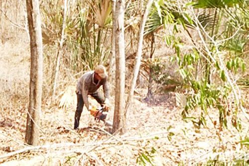 Nắng hạn khiến hàng chục ngàn ha rừng trồng khô héo