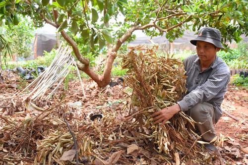 Làm rõ việc cây chết sau khi bón phân