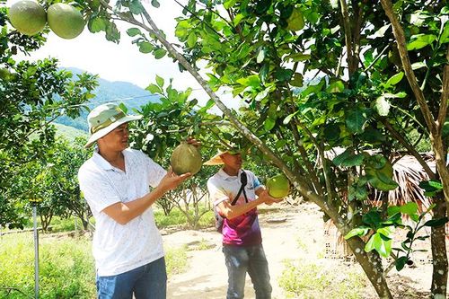 Xây dựng và quản lý nhãn hiệu tập thể Bưởi da xanh Khánh Vĩnh