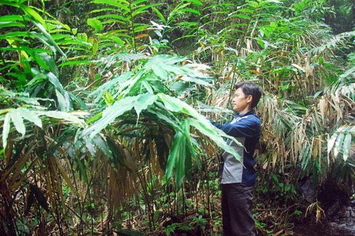 Cần cân nhắc khi mở rộng diện tích sa nhân tím
