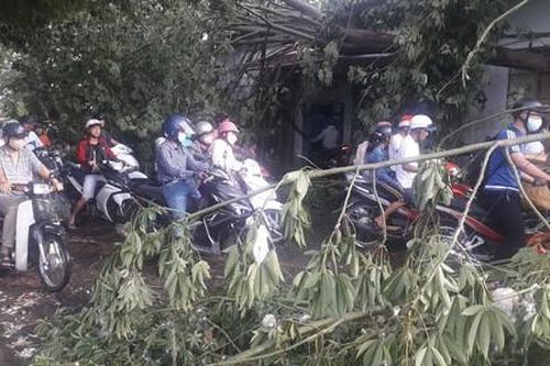 Nhiều cây xanh bị quật ngã trong mưa giông, giao thông tê liệt