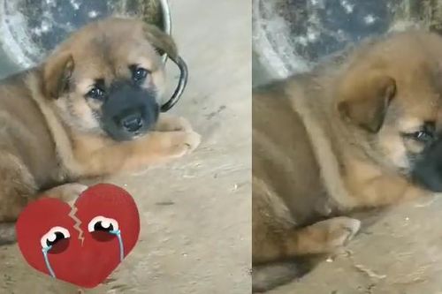 Ám ảnh ánh mắt run sợ khi chó mẹ bị thui, nhiều người muốn tìm chú chó con