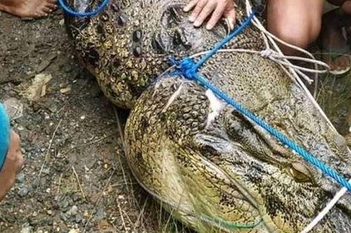 Cá sấu tấn công nhưng không ăn thịt thiếu nữ, khi bắt được người ta mới phát hiện nguyên nhân là do con vật bị rụng hết răng