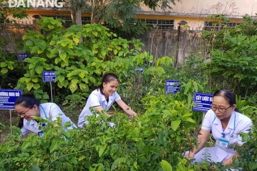 Thu hái thuốc vào dịp tết Đoan ngọ - một phong tục hay