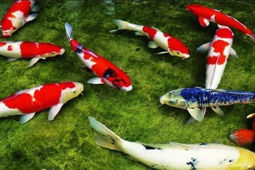 200 con cá Koi chết bất thường