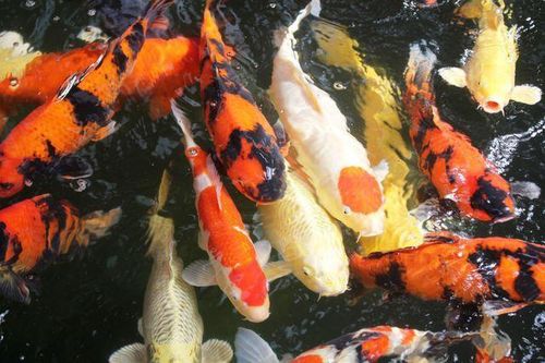 Điều tra nguyên nhân đàn cá Koi tiền tỷ chết bất thường