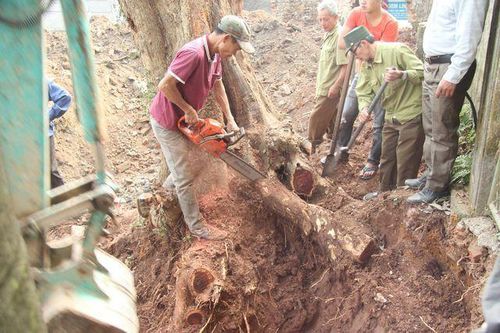 Số phận lô gỗ sưa 'trăm tỷ' ở Hà Nội ra sao sau dịch COVID - 19?