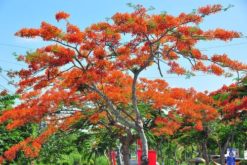 Ngỡ ngàng con đường hoa phượng tuyệt đẹp ở Hậu Giang