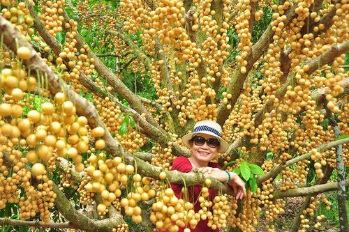 'Đã mắt' với vườn dâu trái từ gốc đến ngọn ở miền Tây