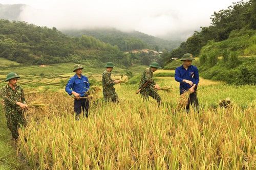 Thanh niên đội nắng giúp đồng bào vùng cao gặt lúa