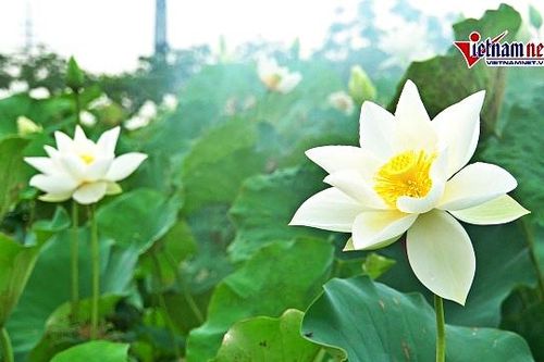 Đầm sen trắng hiếm có ở Hà Nội, khách kéo đến chụp ảnh từ 4 giờ sáng
