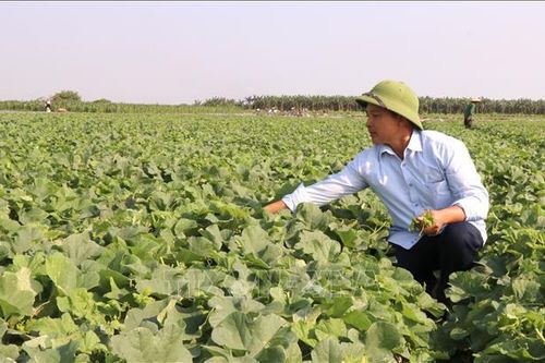 Xây dựng các mô hình kinh tế trang trại có hiệu quả cao