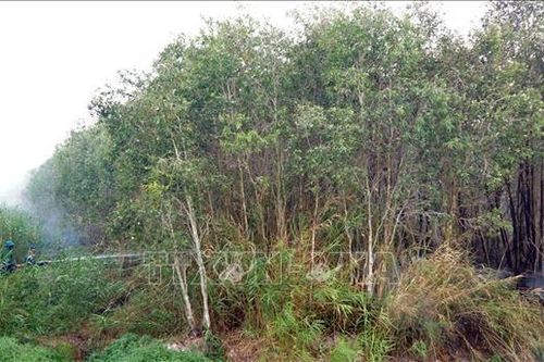 Dự báo cháy cấp cao nhất đối với hơn 43.500 ha rừng Cà Mau