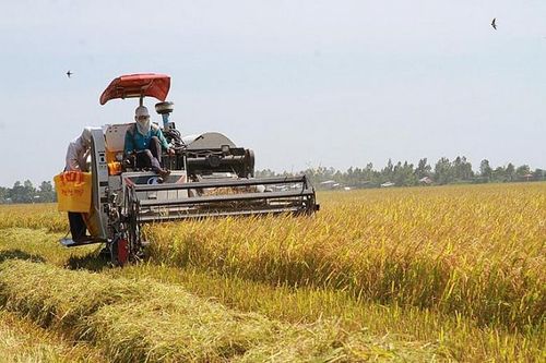 Gia tăng giá trị hạt gạo: Kỳ I - Những vụ mùa thắng lợi