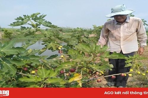 Trồng sung mỹ - mô hình mới của nông dân xã Khánh Hòa