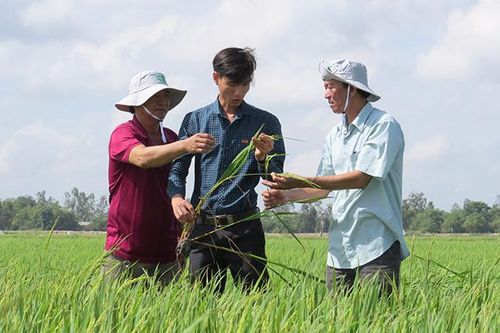 Tam Nông hỗ trợ nông dân phát triển kinh tế