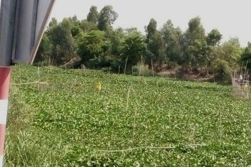 Lục bình đầy ắp lòng kênh gây ô nhiễm nguồn nước mặt