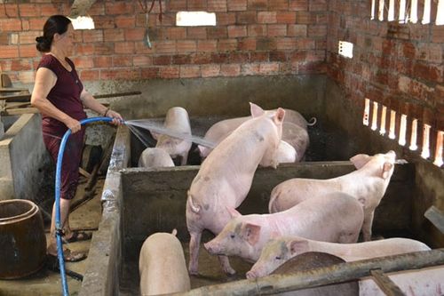 Gia Lai: Công bố hết bệnh dịch tả heo châu Phi