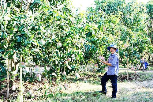 Triển khai sản xuất giống xoài Keitt