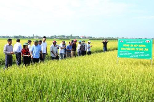 Tham quan mô hình lúa chất lượng cao