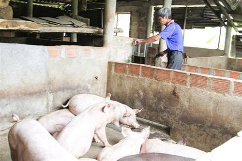 Khó khăn trong việc tái đàn lợn sau dịch bệnh