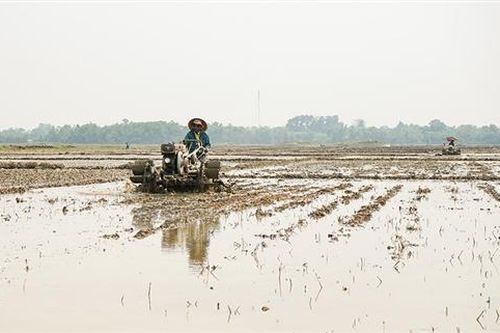 Khẩn trương triển khai sản xuất vụ hè thu