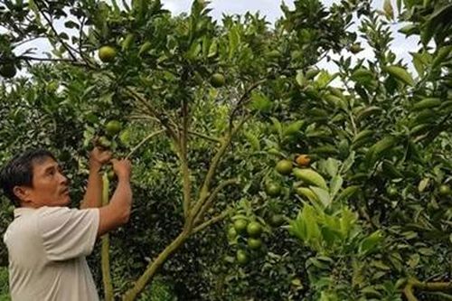 Vì sao chủ vựa trái cây ở Đồng Tháp chuyển nhượng 16 thửa đất?