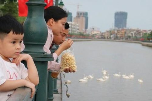 Người Hải Phòng đổ về sông Tam Bạc ngắm đàn thiên nga 'nhập khẩu'