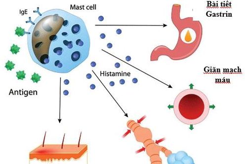 Histamin và nhóm thuốc kháng Histamin - H1