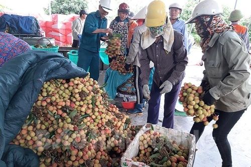 Hải Dương: Vải chín sớm giá cao, vải chính vụ hứa hẹn tiêu thụ tốt