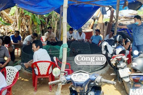 Xóa sổ sới đá gà trong vườn hoang